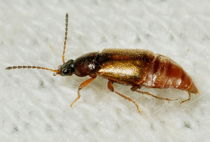 Staphylinidae